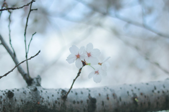 樱花