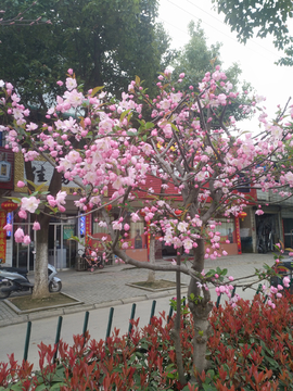 梅花