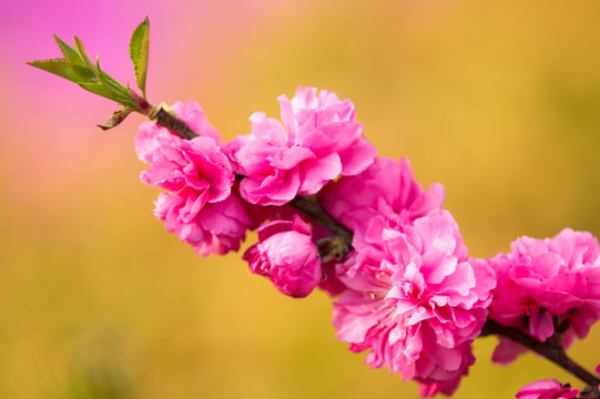 桃枝 桃花 碧桃 春天花朵