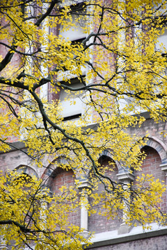 树枝树叶 秋天 教堂 建筑