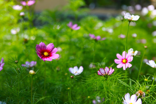 格桑花