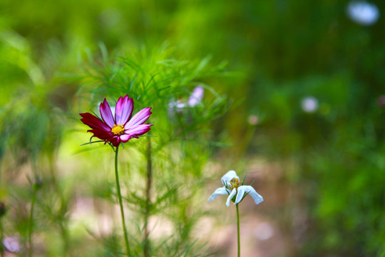 格桑花