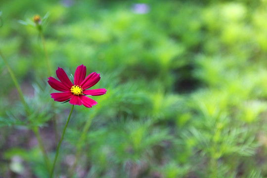 格桑花