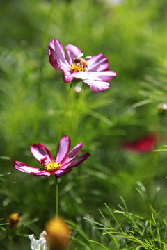 格桑花