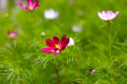 格桑花