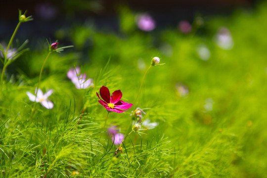 格桑花