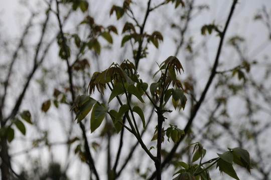 核桃树开花 核桃树嫩叶 核桃