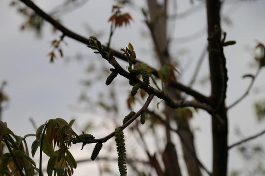 核桃树嫩芽 核桃 坚果 核桃树