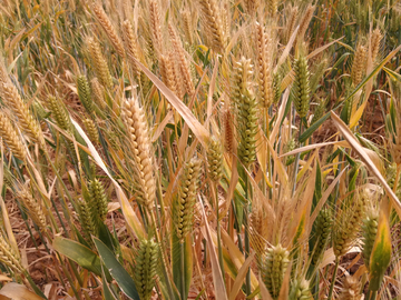 麦子 大麦 麦 小麦 成熟麦子