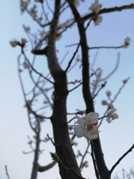 杏花