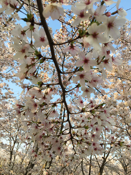 樱花
