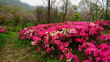 杜鹃花 