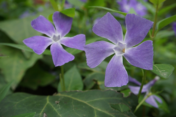 蔓长春花