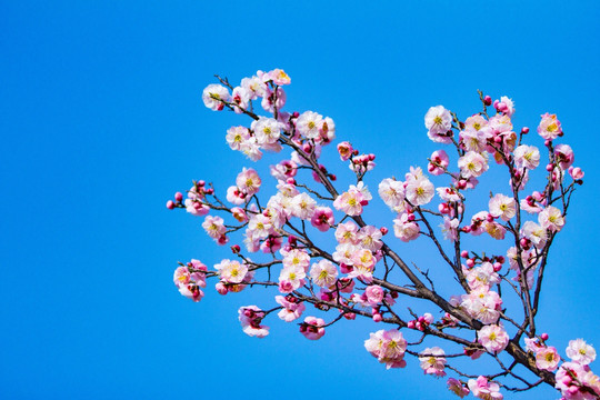 梅花