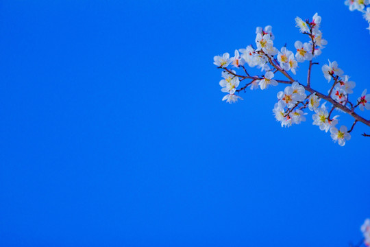 梅花