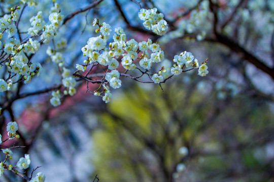 梅花