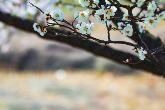 梅花