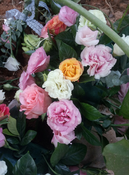 花朵 玫瑰花 野菊花 野花