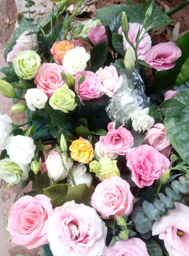 花朵 玫瑰花 野菊花 野花