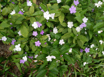 花瓣 五叶花 花 小花