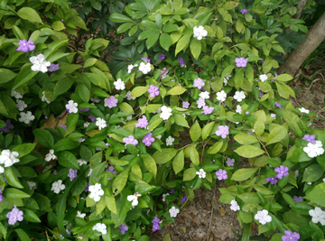 花瓣 五叶花 花 小花