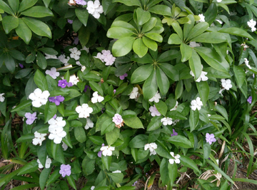 花瓣 五叶花 花 小花