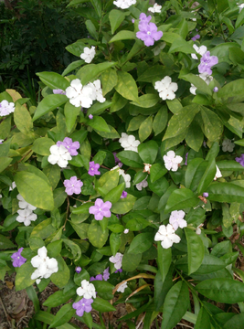 花瓣 五叶花 花 小花