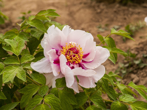 菏泽牡丹