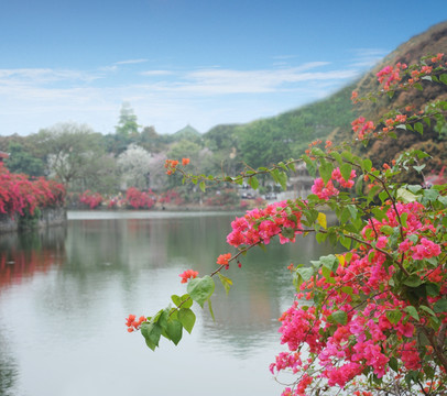 花草树木