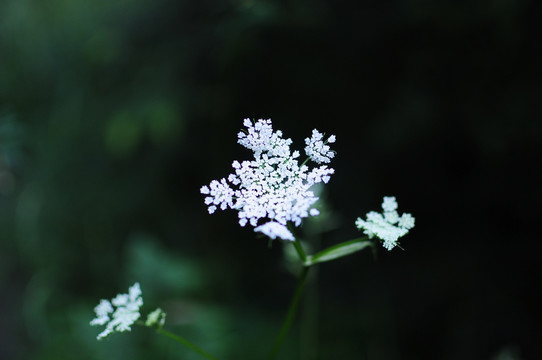 野花