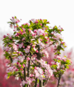 繁花似锦 无框画