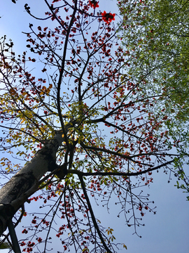 木棉花树