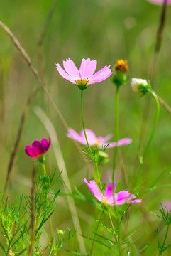格桑花