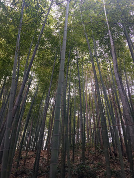 竹林