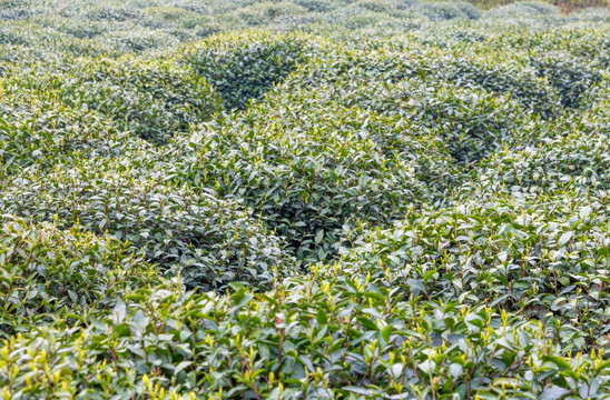 茶叶种植基地