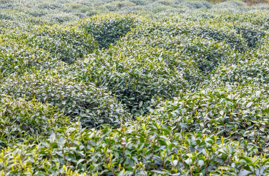 茶叶种植基地