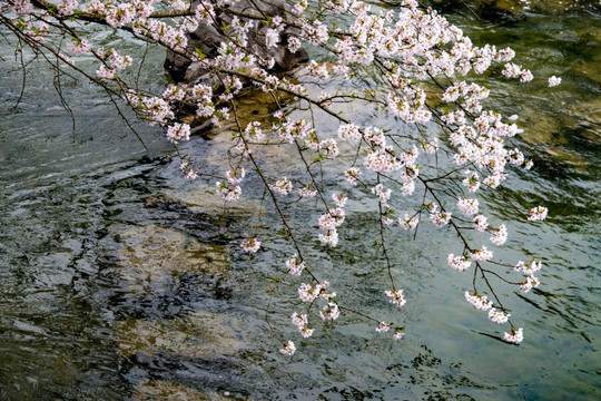 流水樱花