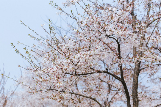 上海樱花辰山植物园赏樱