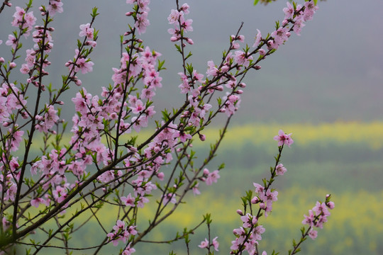 春天 桃花