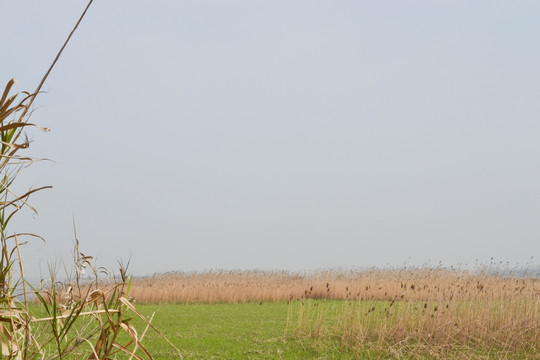 长江湿地