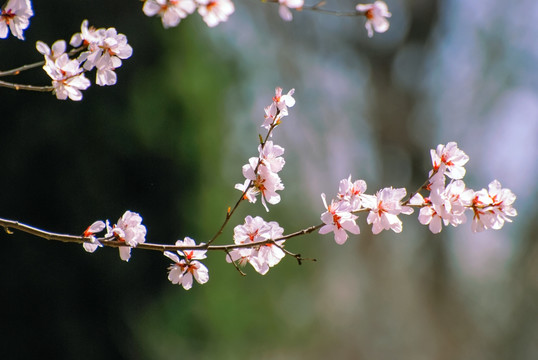 桃花