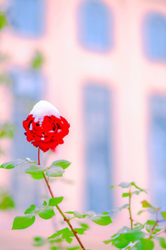 校园风景欧式建筑红色花朵