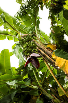 树上香蕉 米蕉