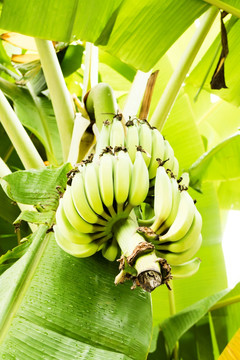 树上香蕉
