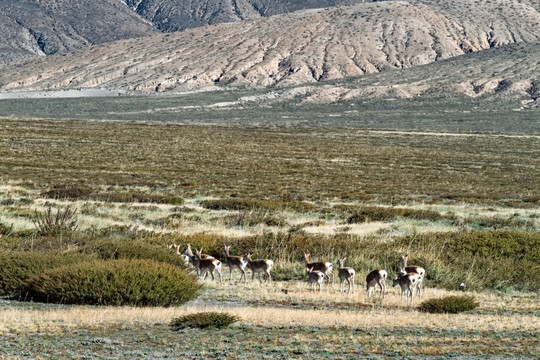 西藏野生动物白臀鹿