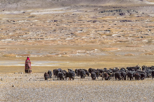 放牦牛的藏族妇女