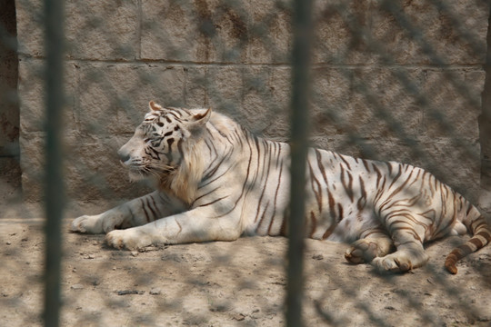 铁笼中的白老虎