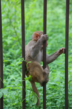 小猴子爬栏杆