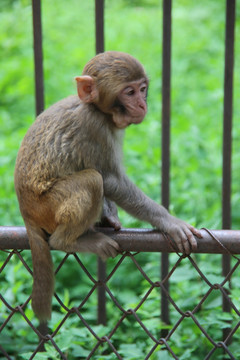 坐在栏杆上的小猴子
