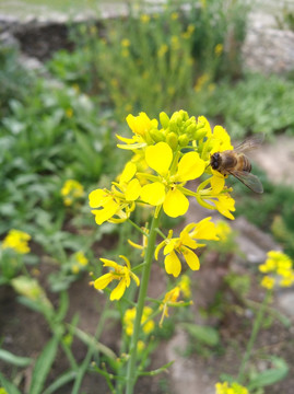 蜜蜂菜花
